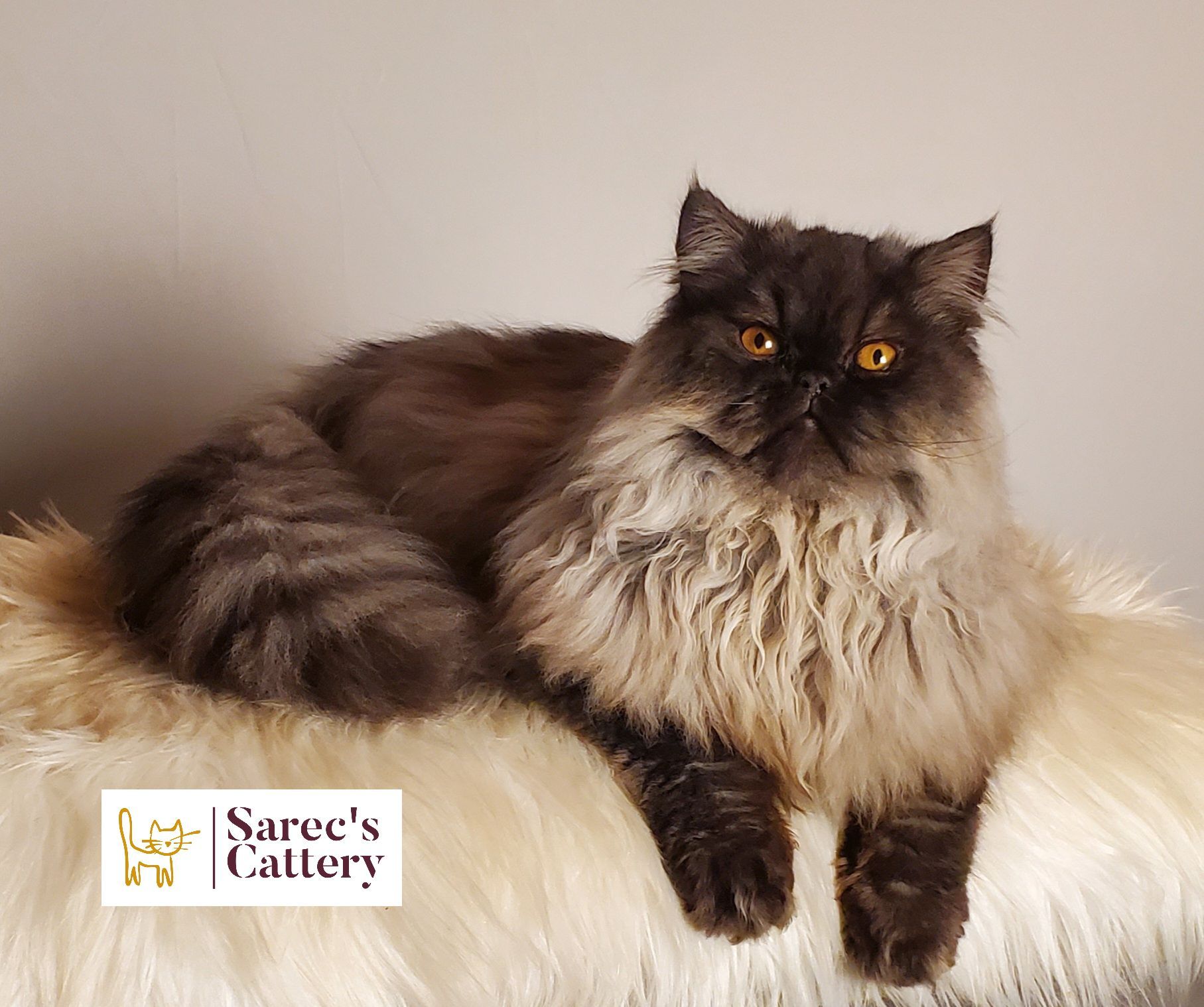Black smoke Persian laying down