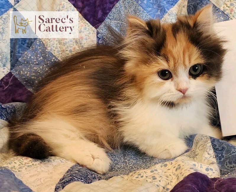 calico long hair minuet munchkin kitten doll face persian