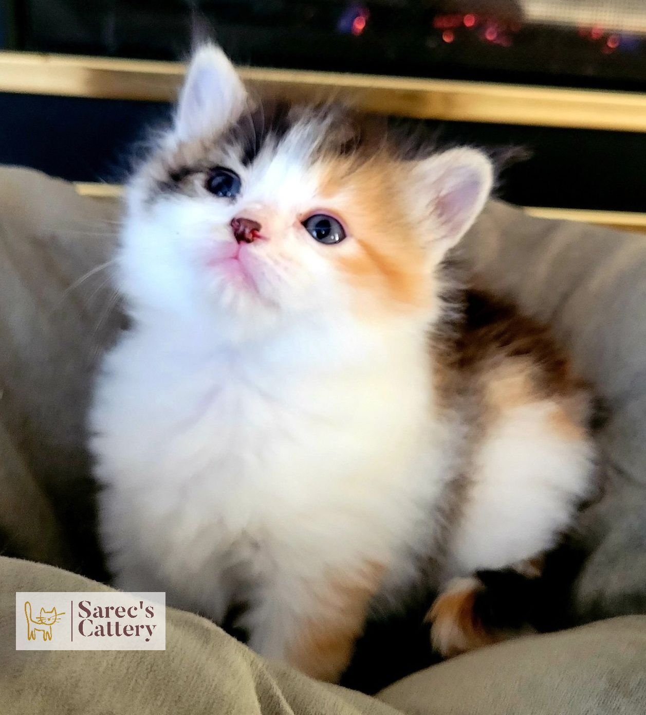 calico fluffy kitten sitting on a blanket