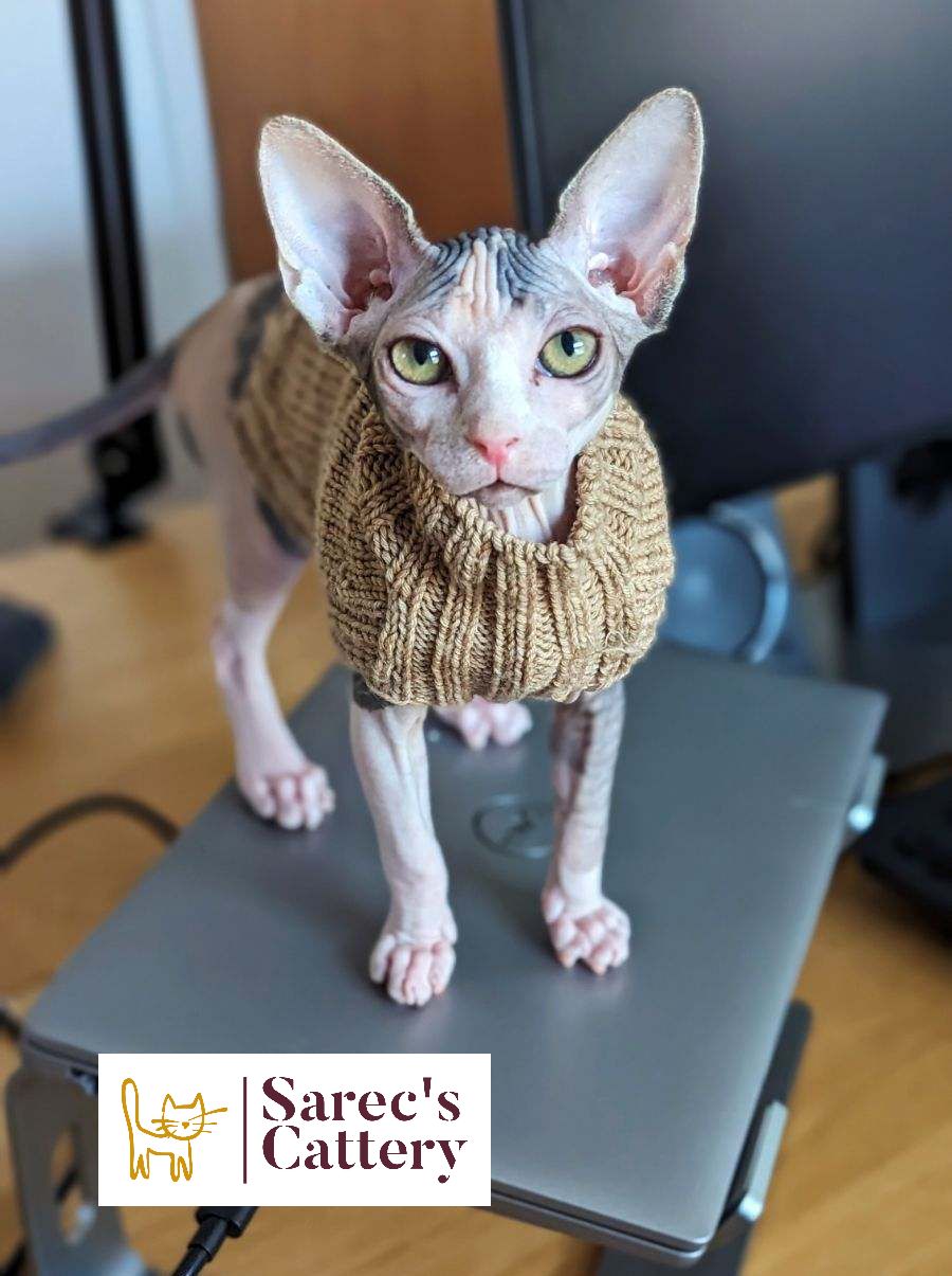 Calico Sphynx kitten on computer stand in a sweater