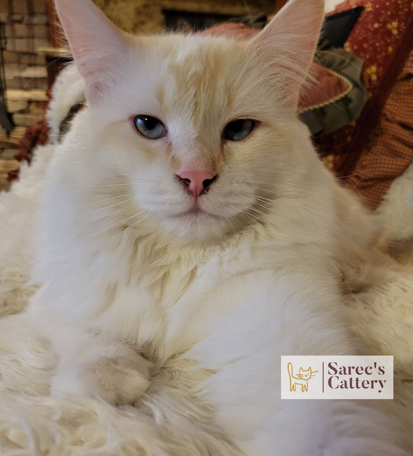 cream point ragdoll sire male