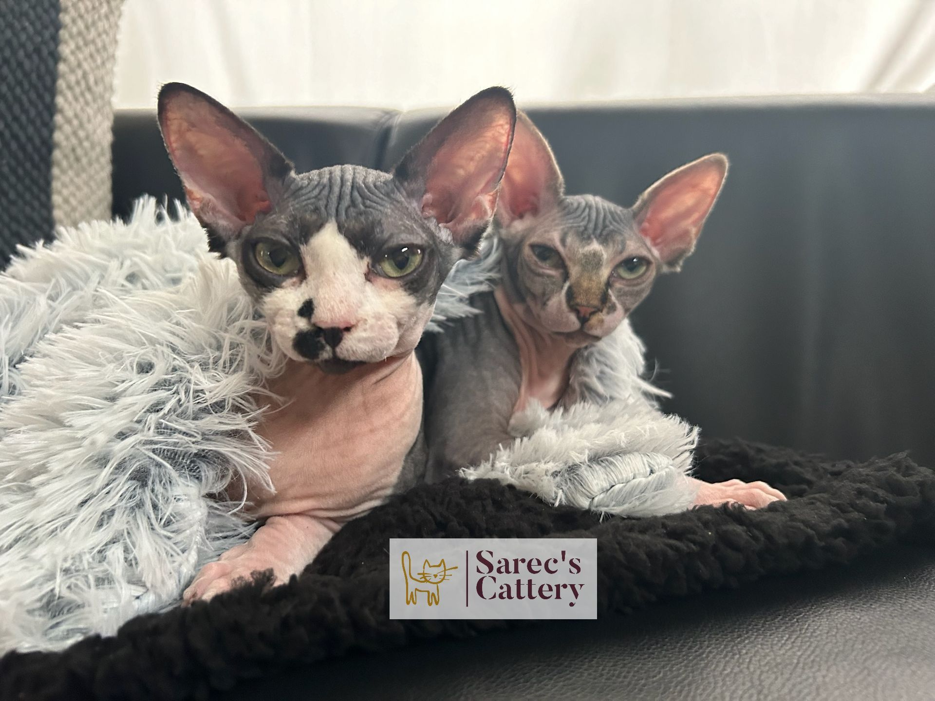 Two bicolor Sphynx girl kittens under a blanket