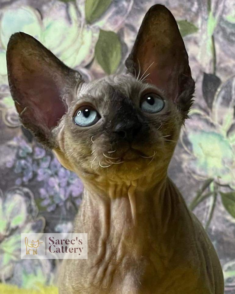 Female Queen Sphynx Cat Black Tortie Mink
