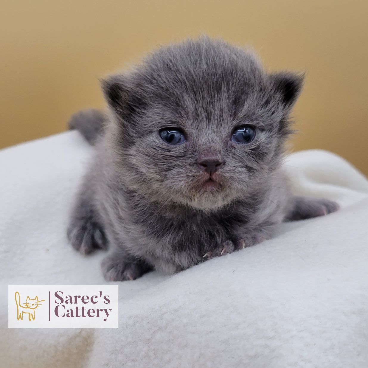 newborn grey kitten