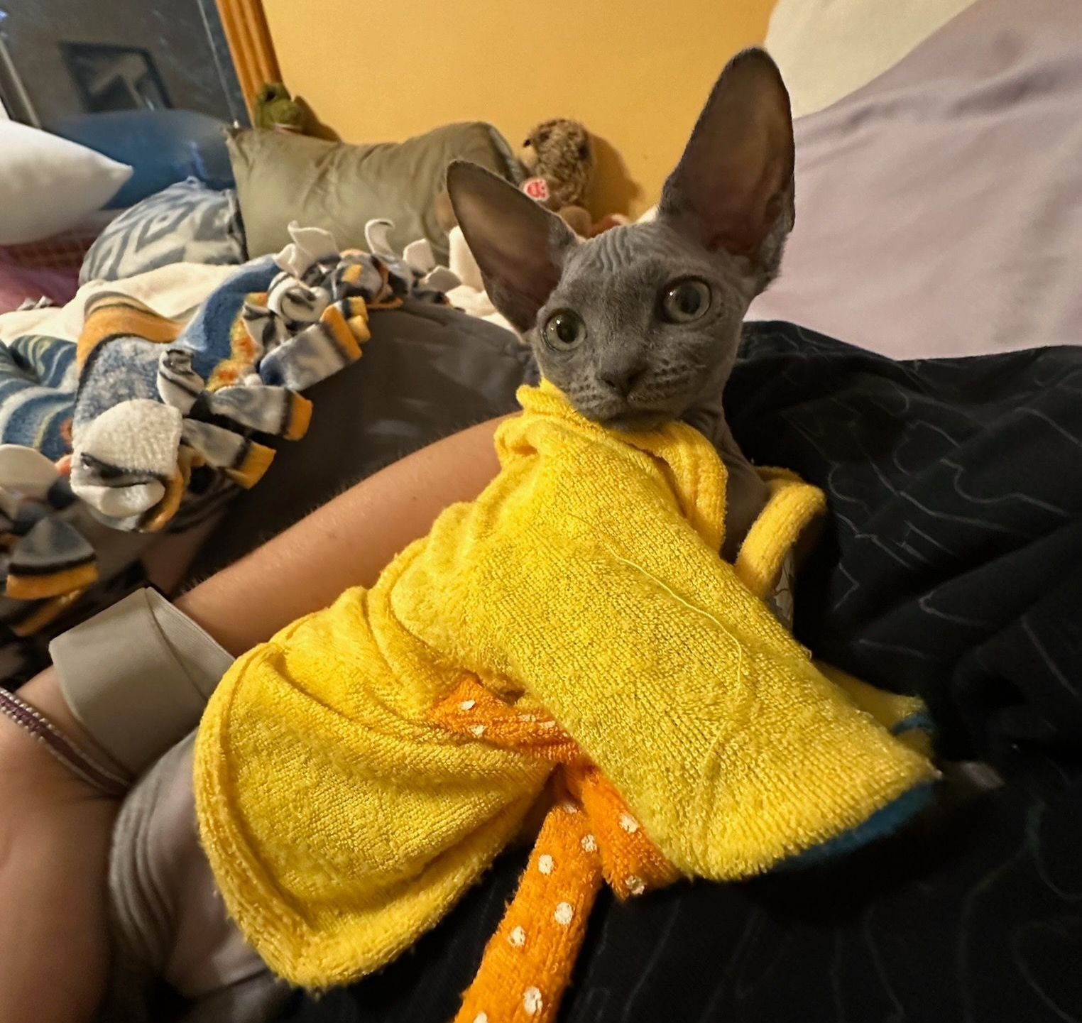 blue Sphynx kitten in bathtowel