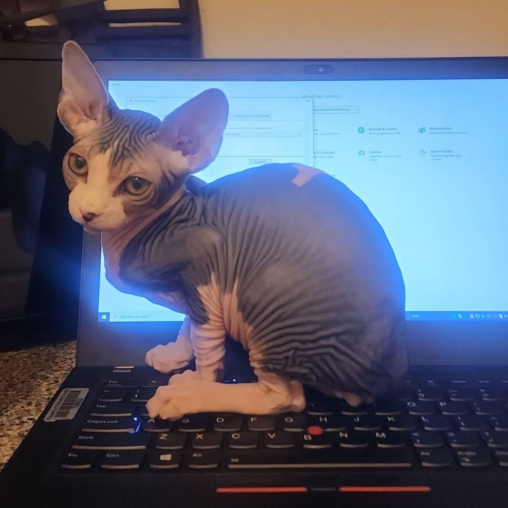 Bi-color Sphynx kitten on a laptop