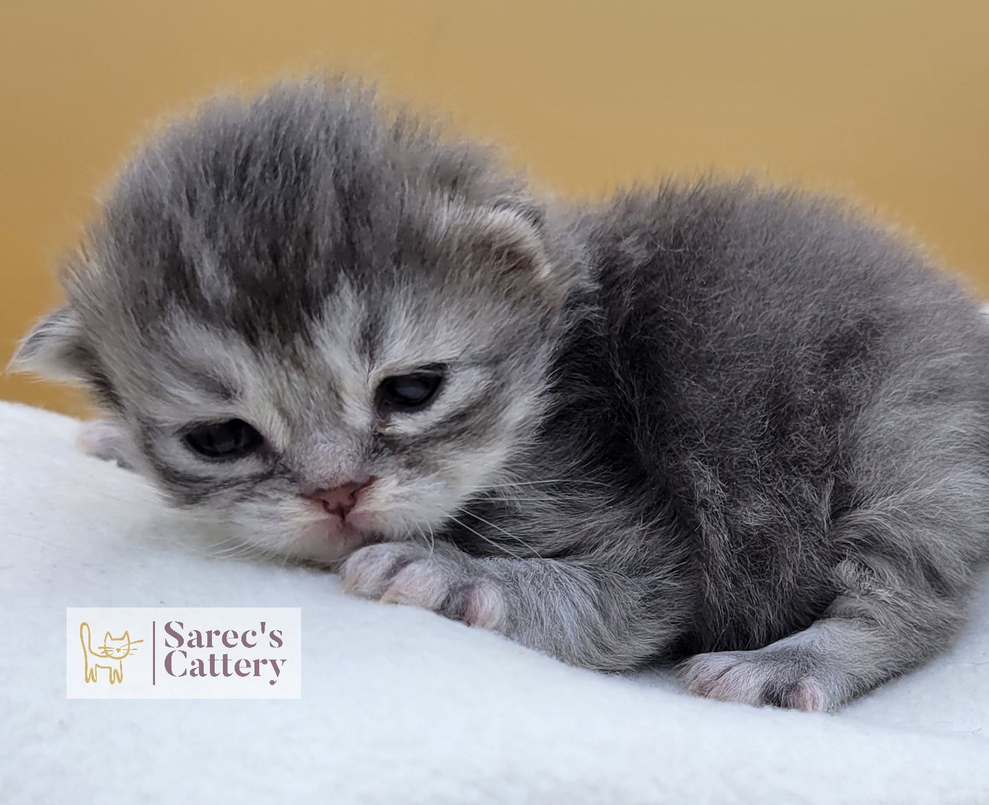 baby kitten cuddling on blanket