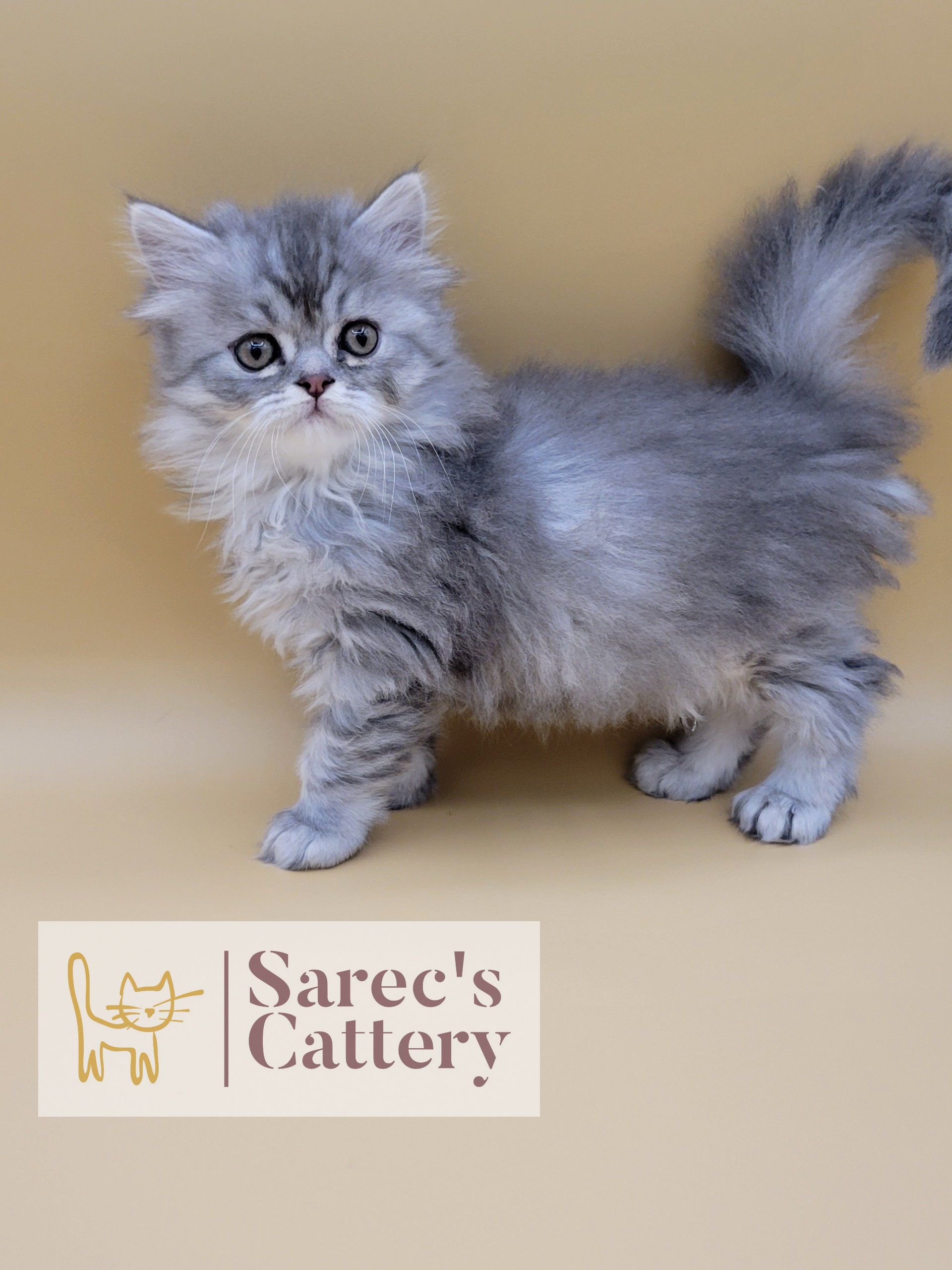 gray Persian kitten with yellow background
