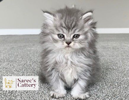 baby silver shaded Persian kitten