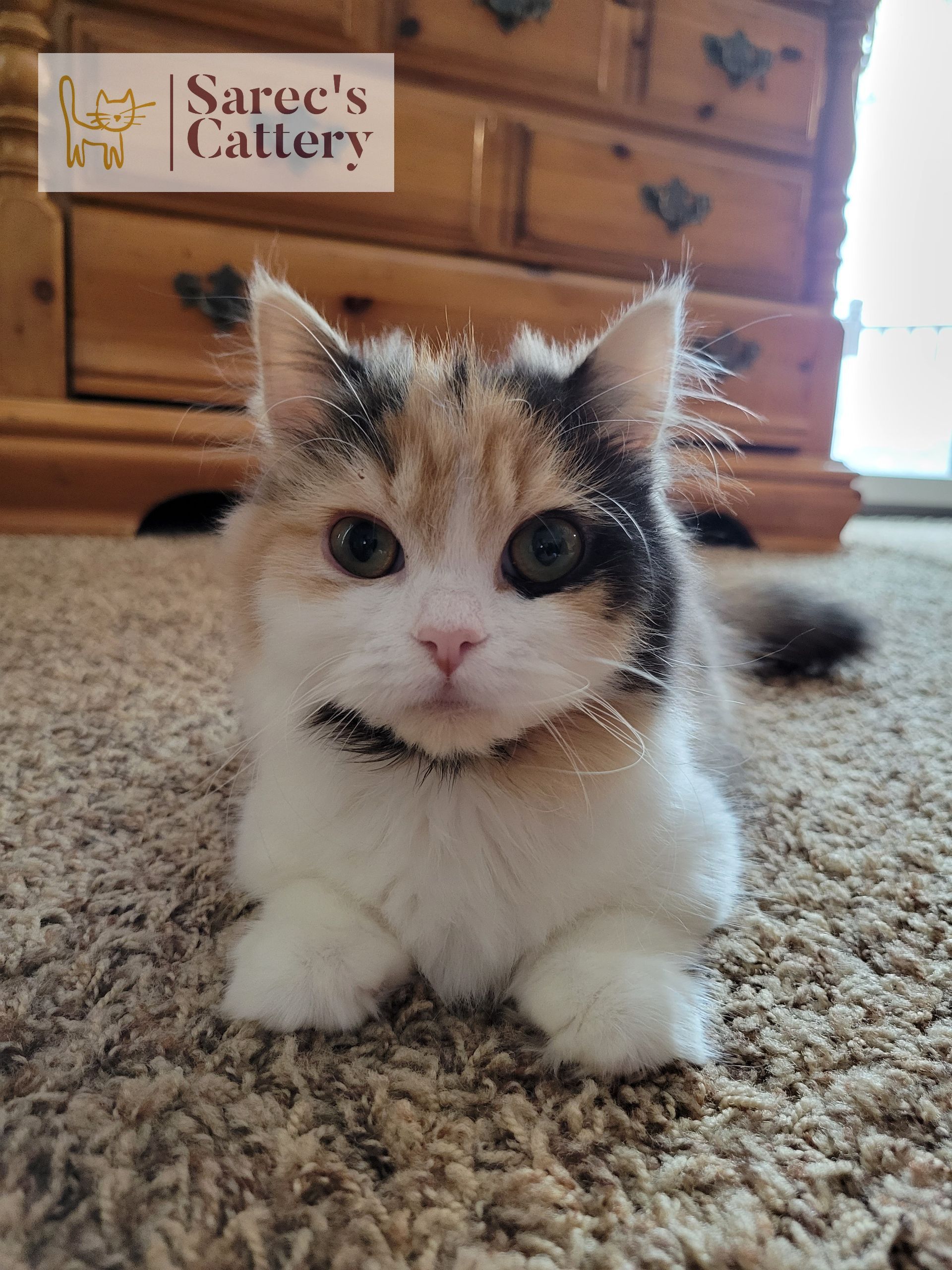 Female Queen Minuet Kitten laying on the carpet