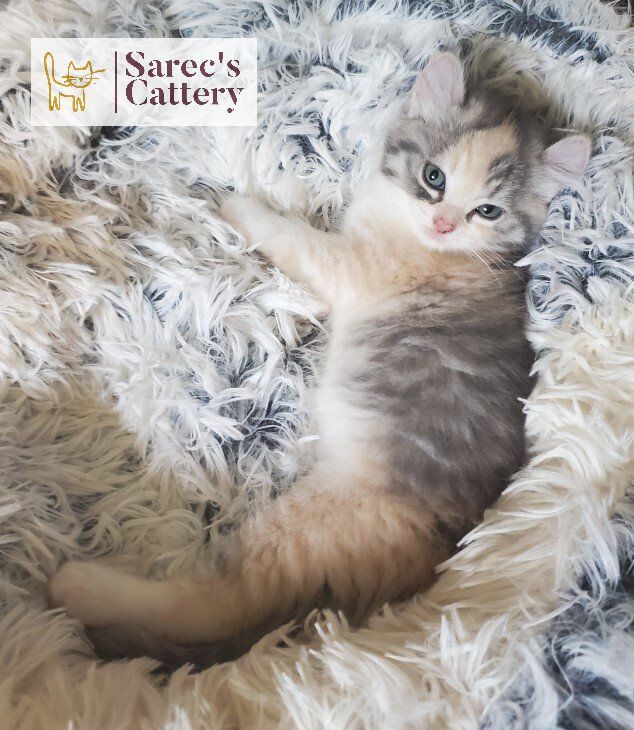 baby dilute calico snuggling on a bed