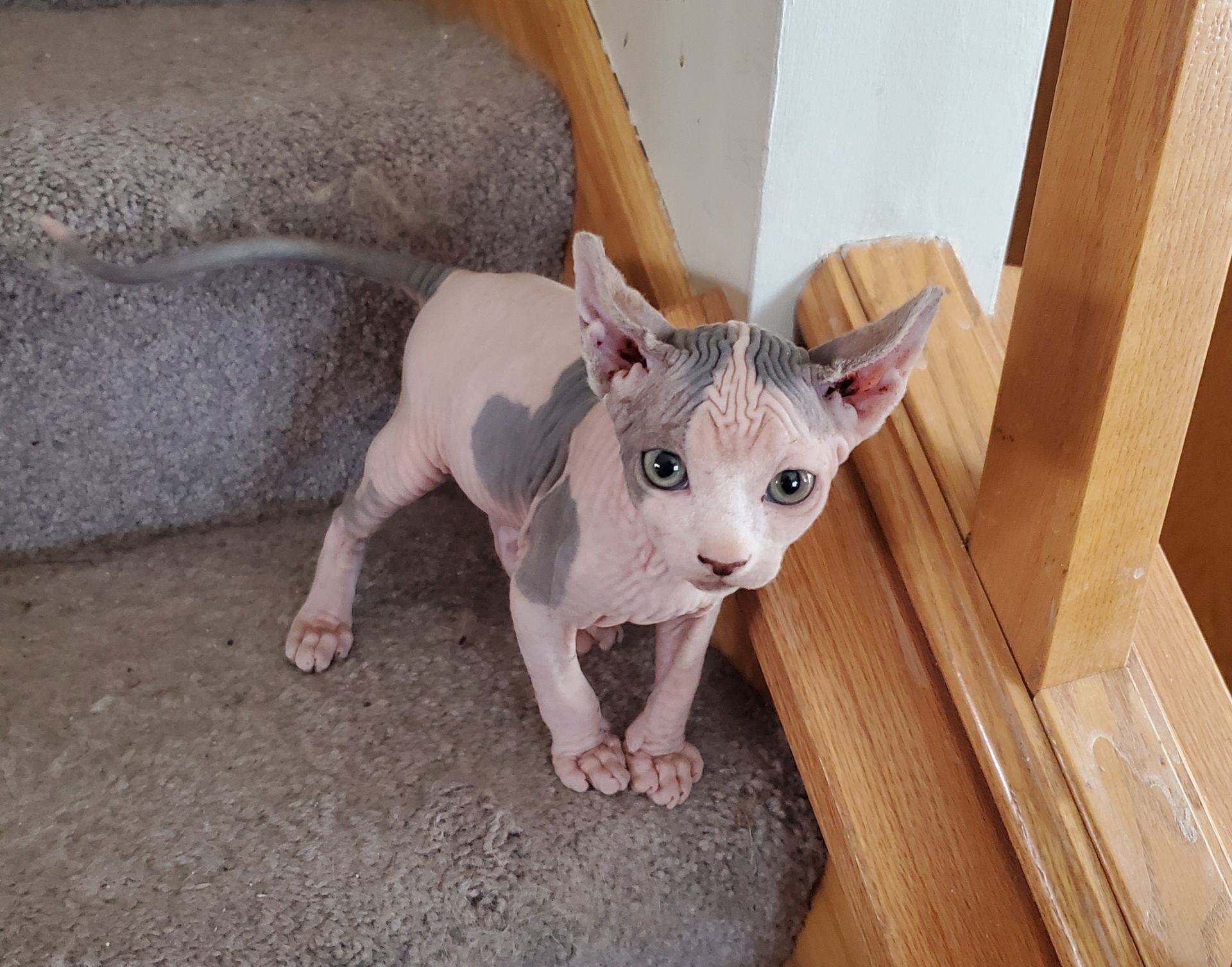 Male bi color spotted Sphynx Kitten on the stairs
