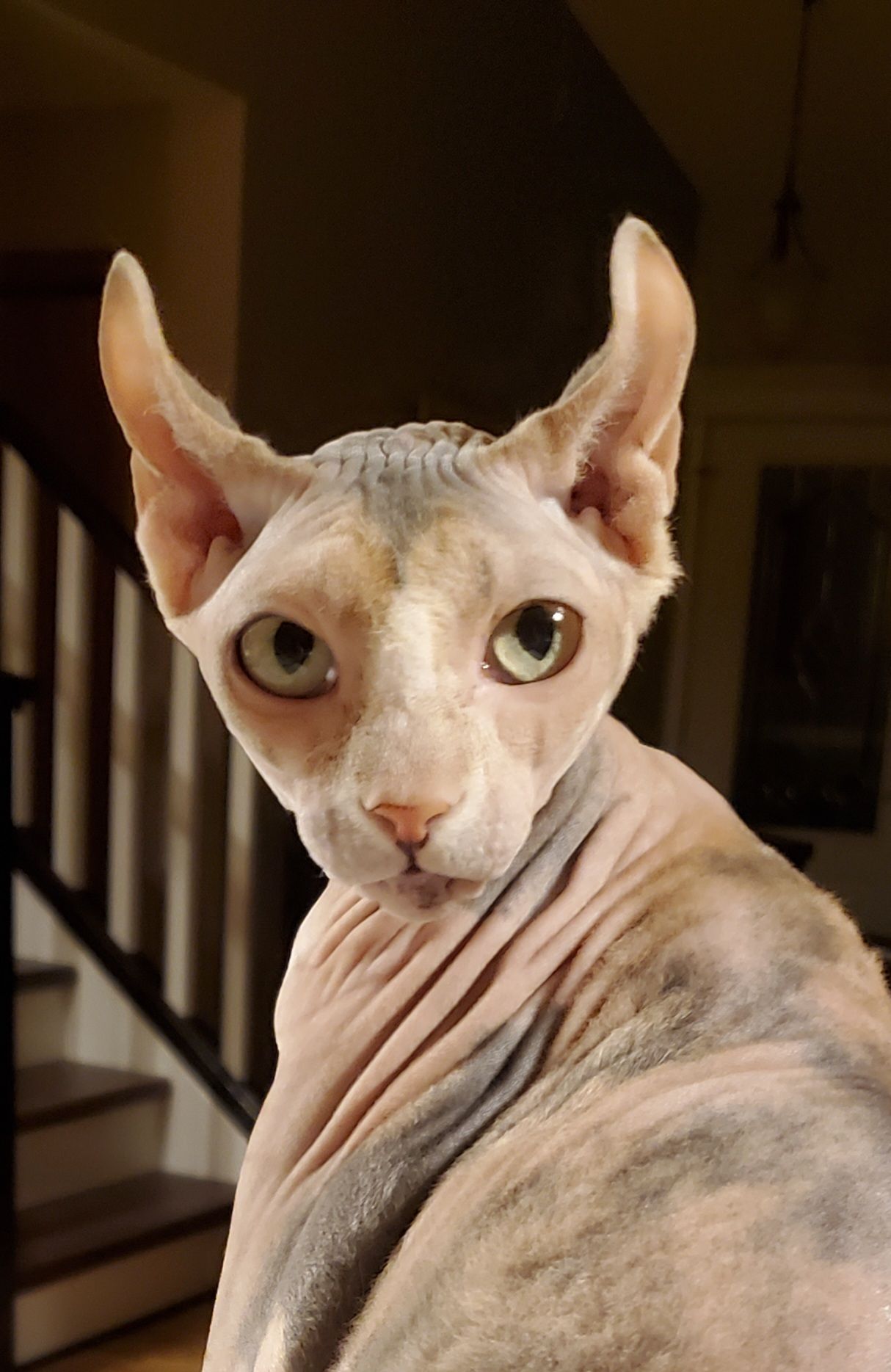 Sphynx female all ears