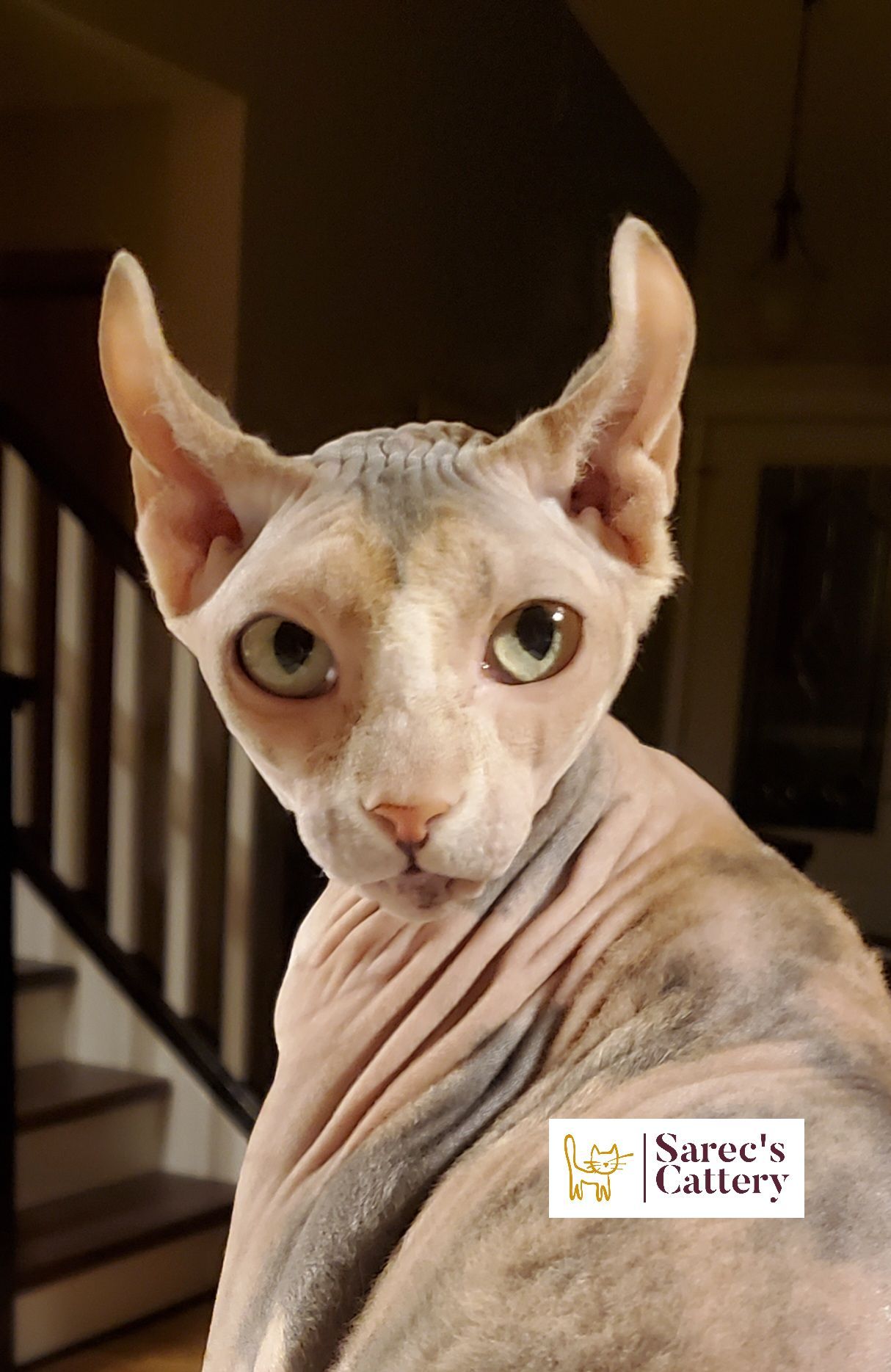 Calico female Sphynx looking over shoulder