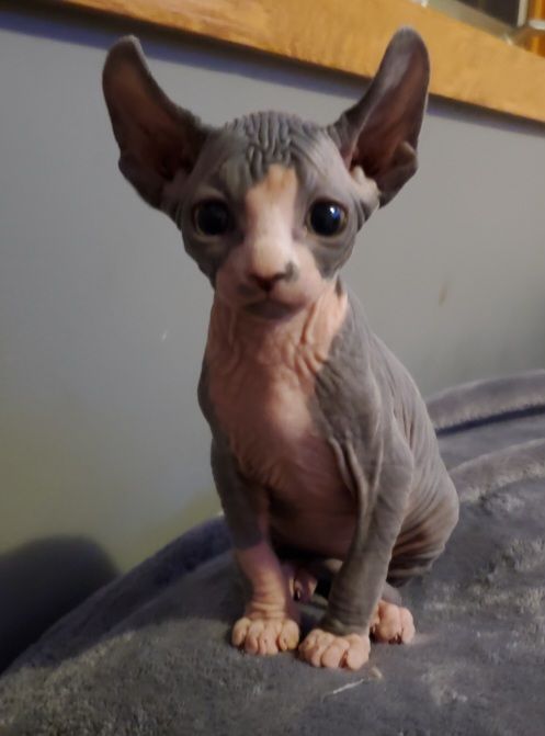 Male bi color tuxedo Sphynx Kitten on a bed
