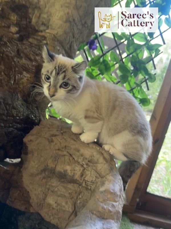 Kinkalow Munchkin Queen - retired