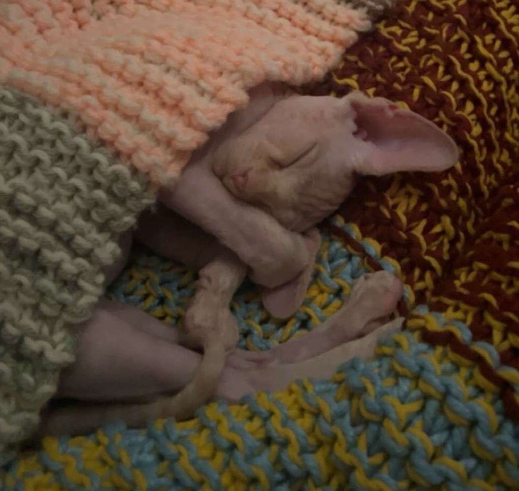 Pink sphynx kitten sleeping in knit blanket