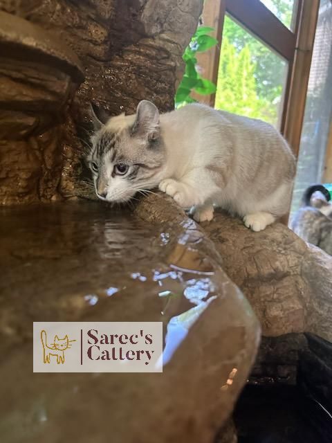 Kinkalow munchkin cat drinking from the water fountain