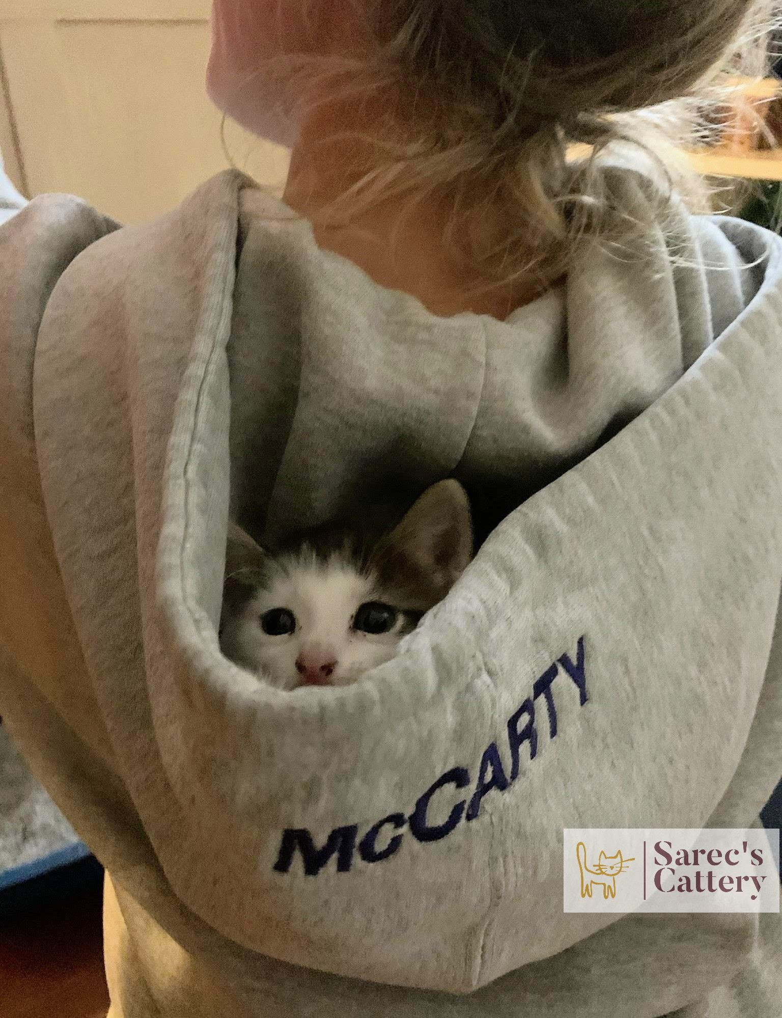 Kitten in a hoodie