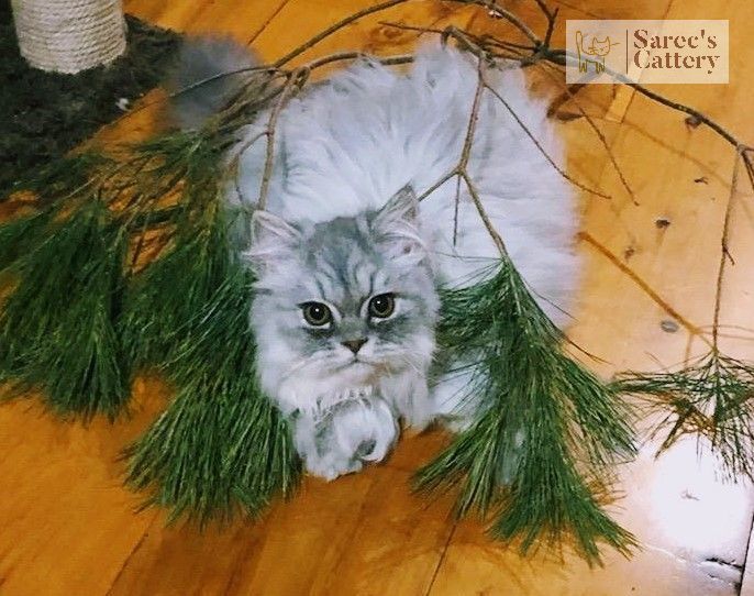 silver shaded persian male with pine greenery