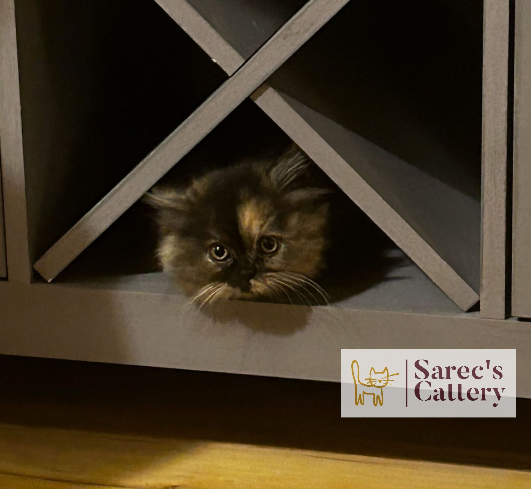 in a cupboard tortie minuet munchkin