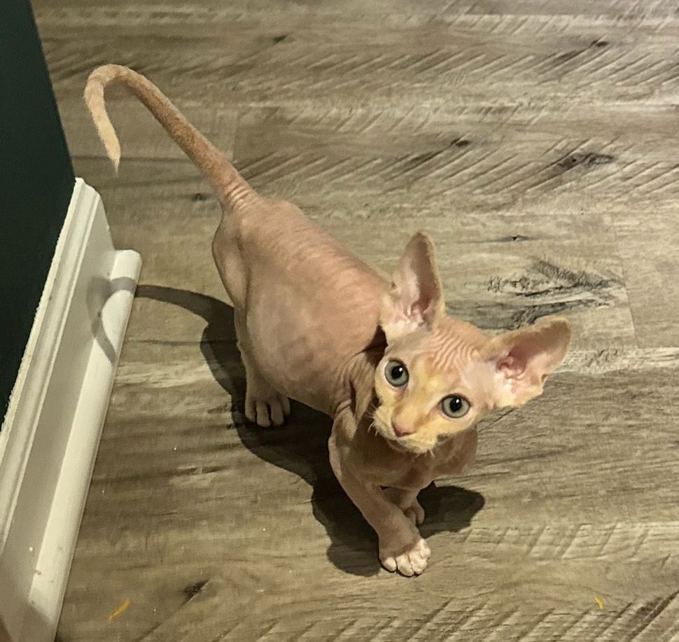 Pink sphynx standing with curled tail