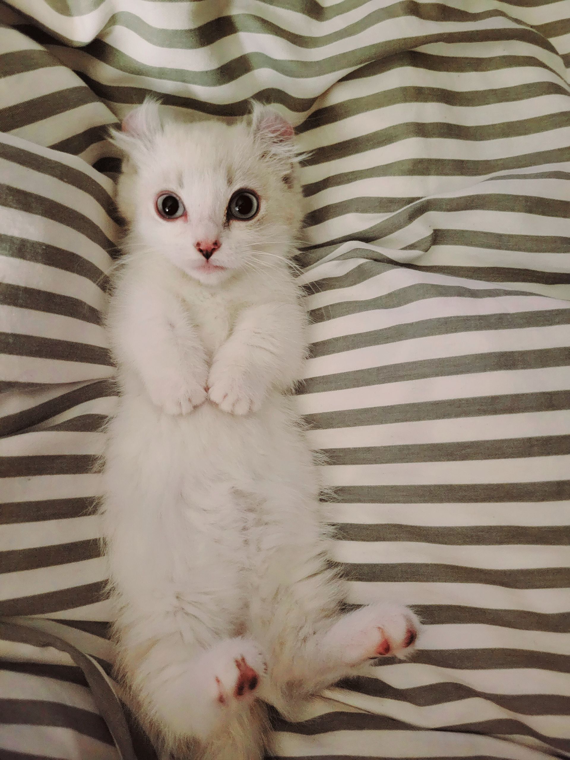 Kinkalow Munchkin queen on her back