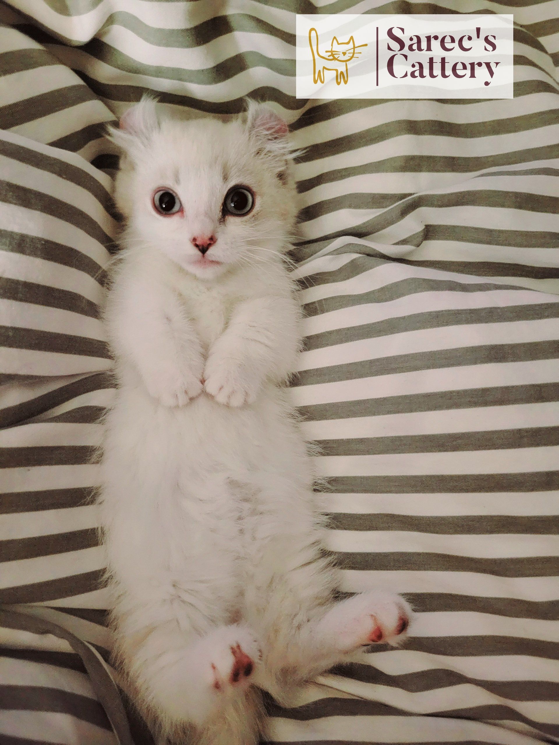 Female Kinkalow kitten resting on a bed