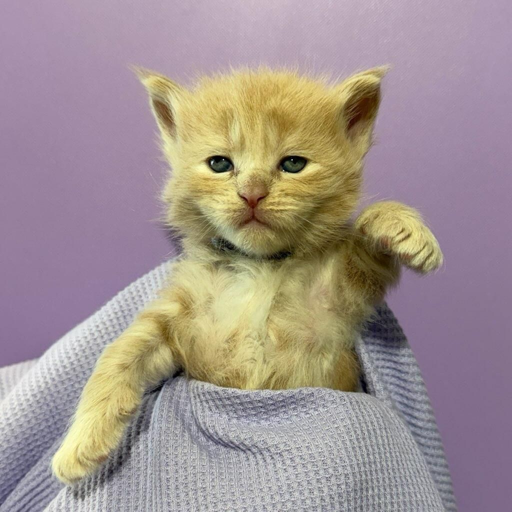 Female cream Maine Coon kitten with gray collar named Leva