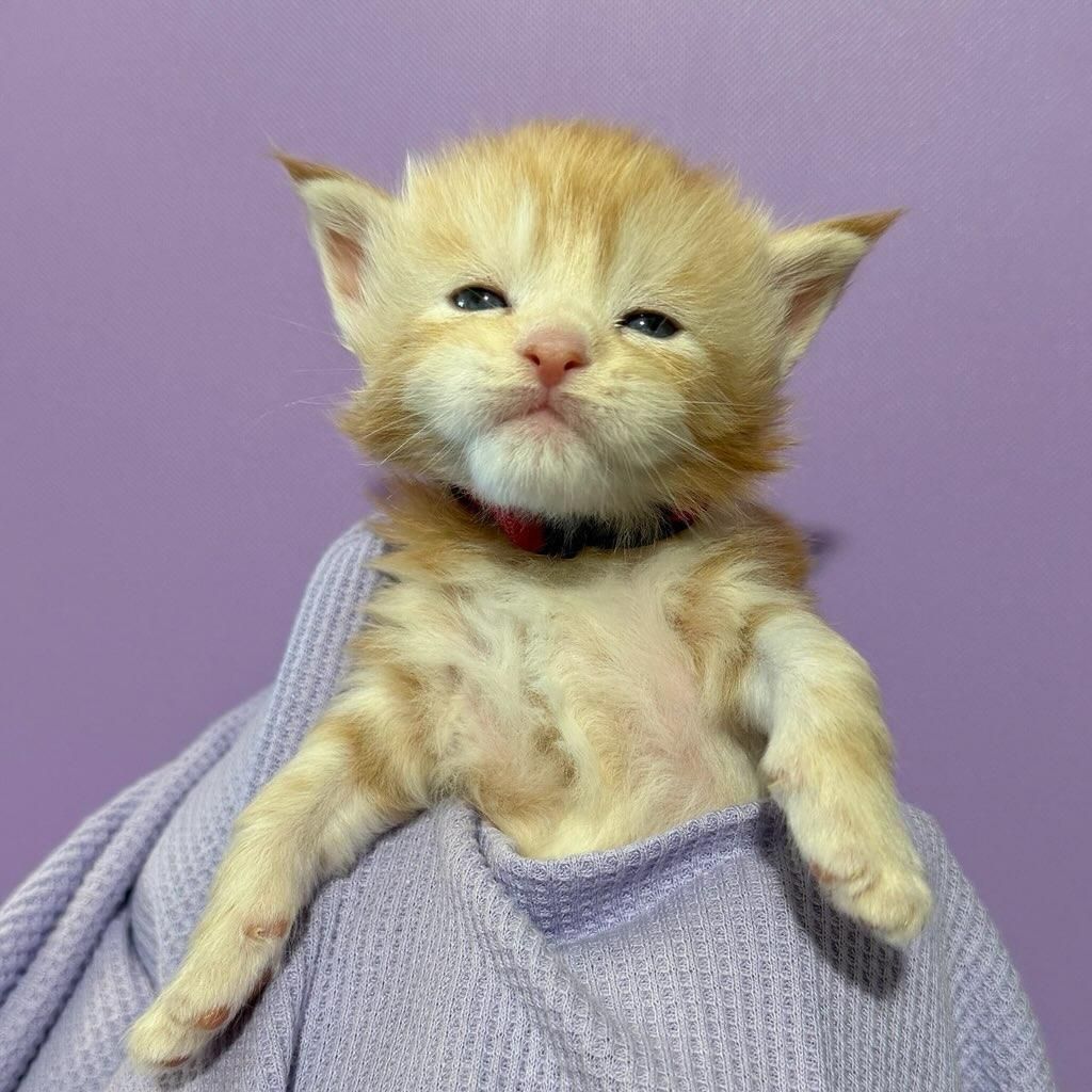 Male Red-Silver Tabby Maine Coon kitten named Milan
