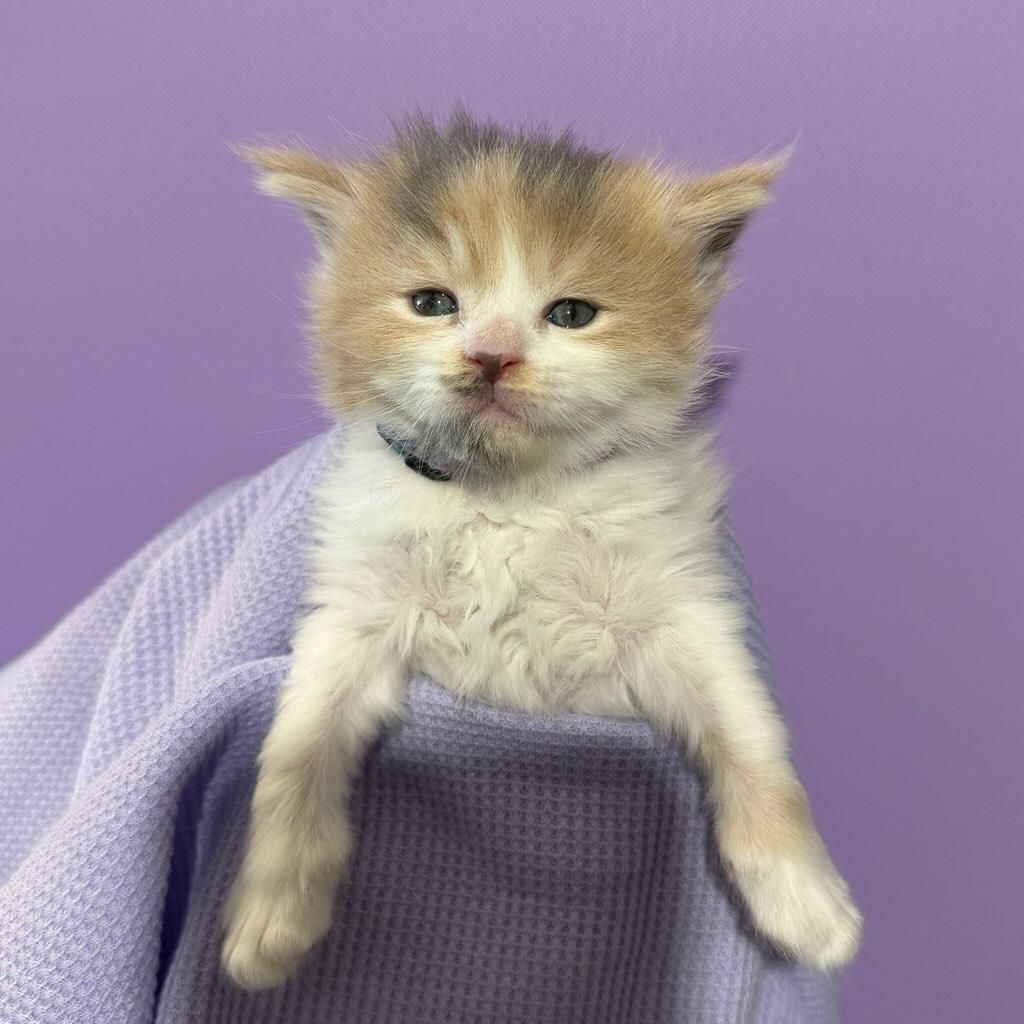 Female dilute calico Maine Coon kitten named Lainey