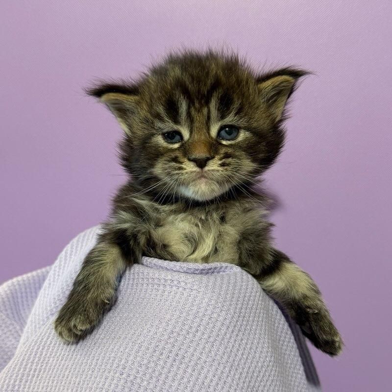 Female Maine Coon Calico Merle named Navy