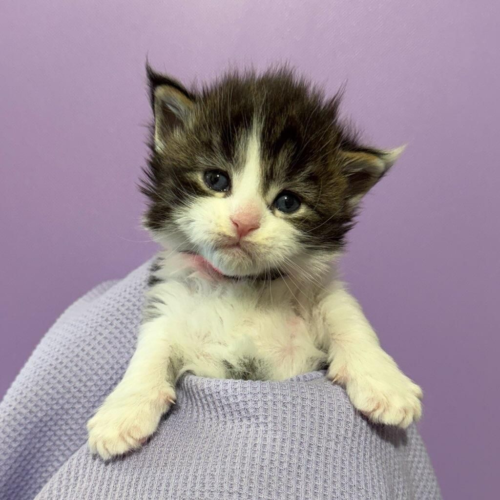 Female dilute calico Maine Coon kitten with pink collar named Maggie