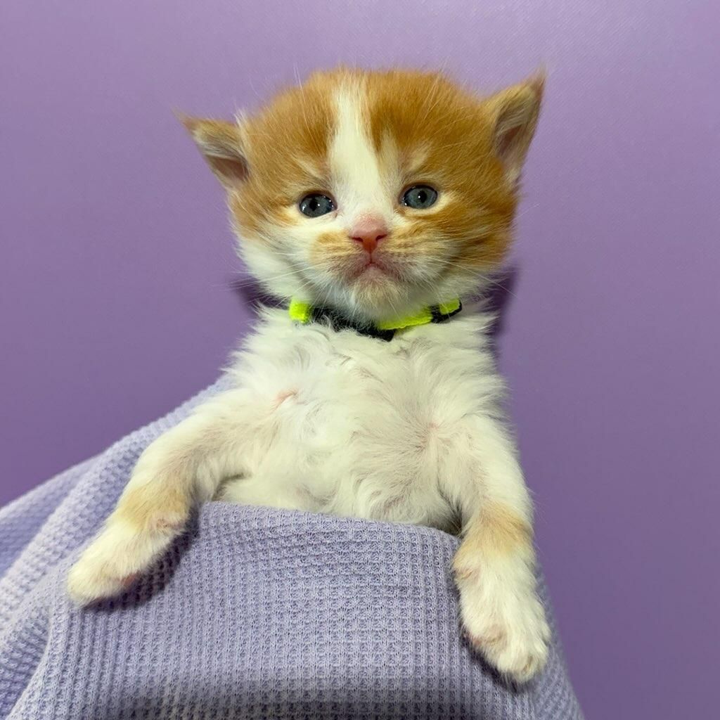 Female Dark Red and White BiColor Maine Coon kitten named Lana