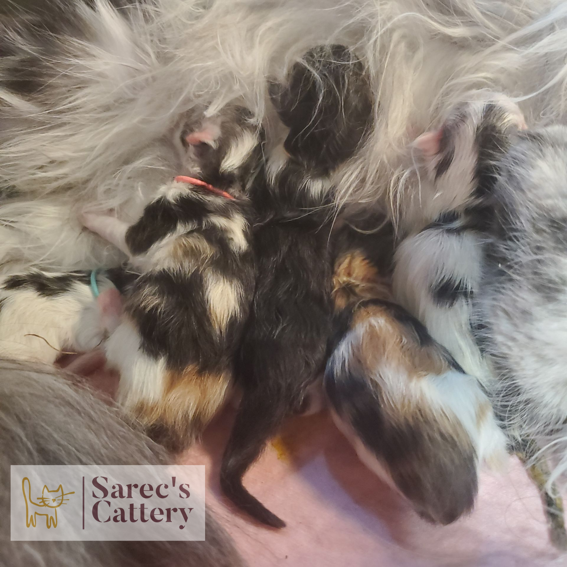 Maine Coon kitten litter from Erika