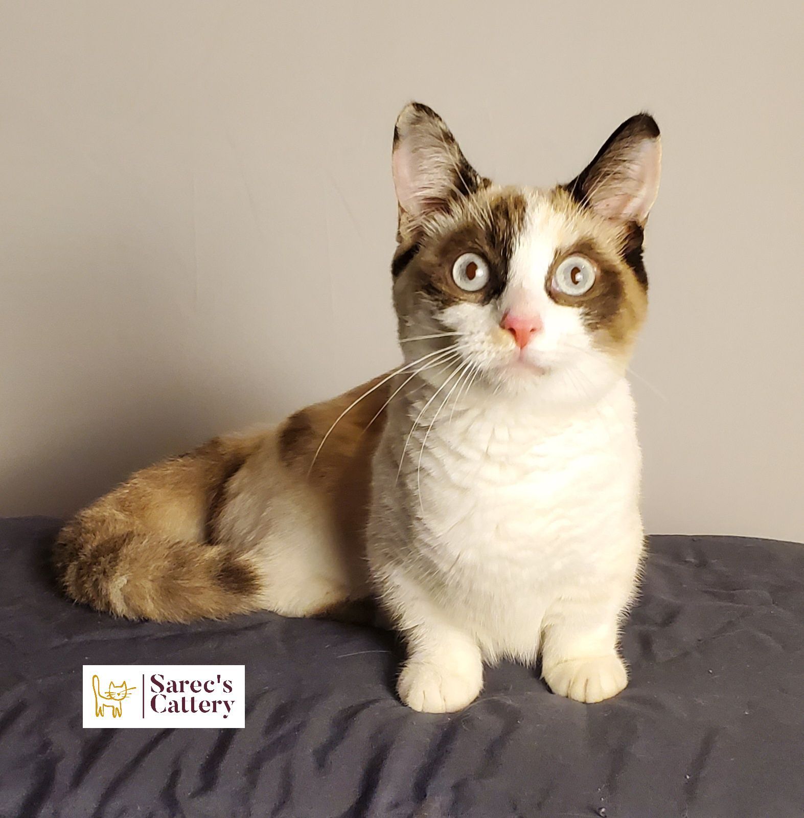 tri-color chocolate Kinkalow (American Curl/Munchkin) queen