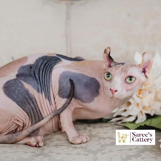 calico spotted Sphynx crouched down