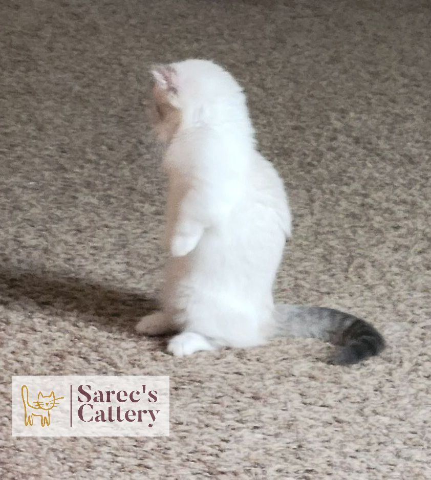 Kinkalow munchkin kitten doing the 