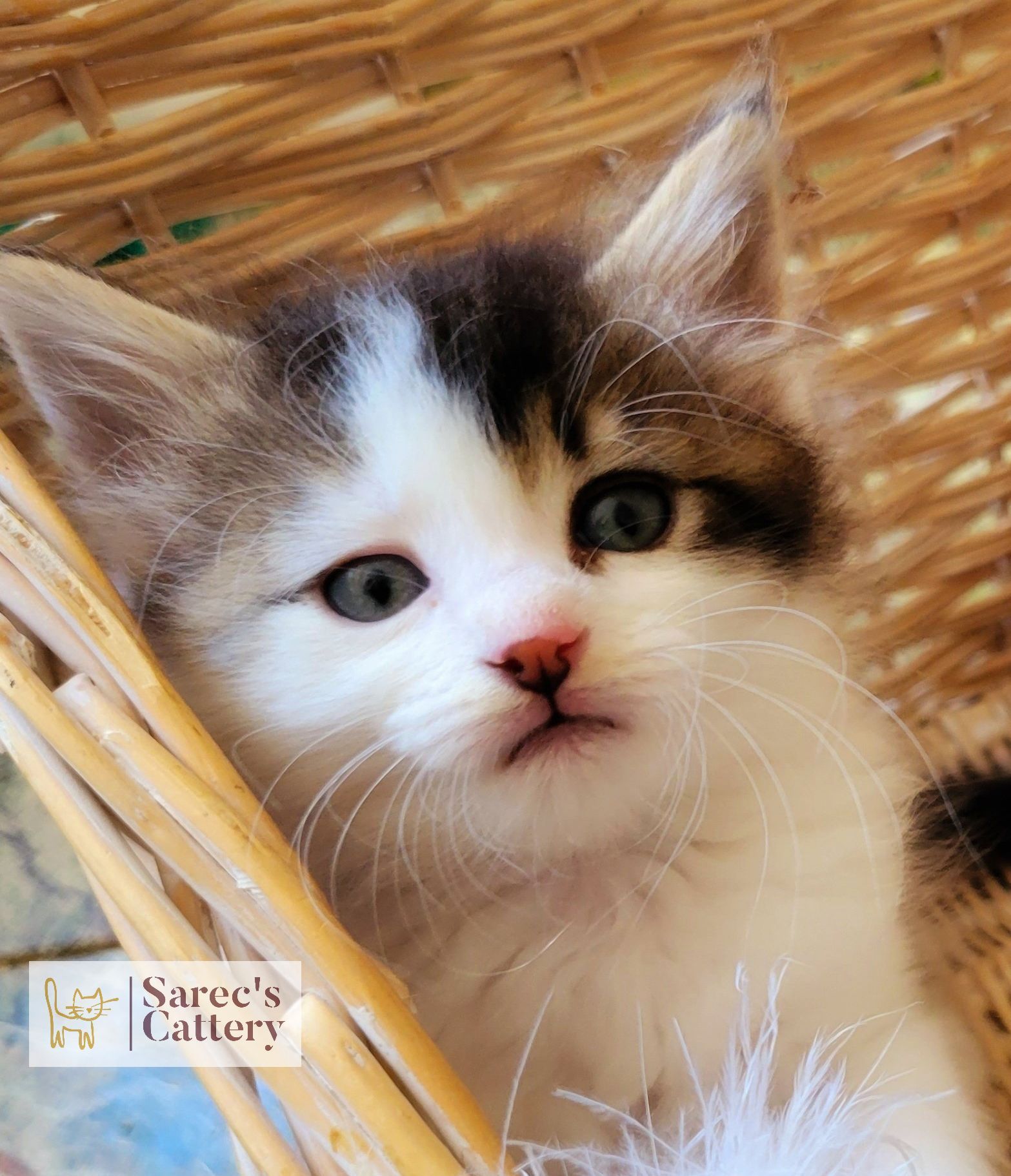 calico fluffy kitten in a basket