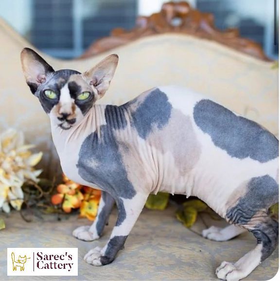 calico spotted Sphynx with green eyes looking at the camera