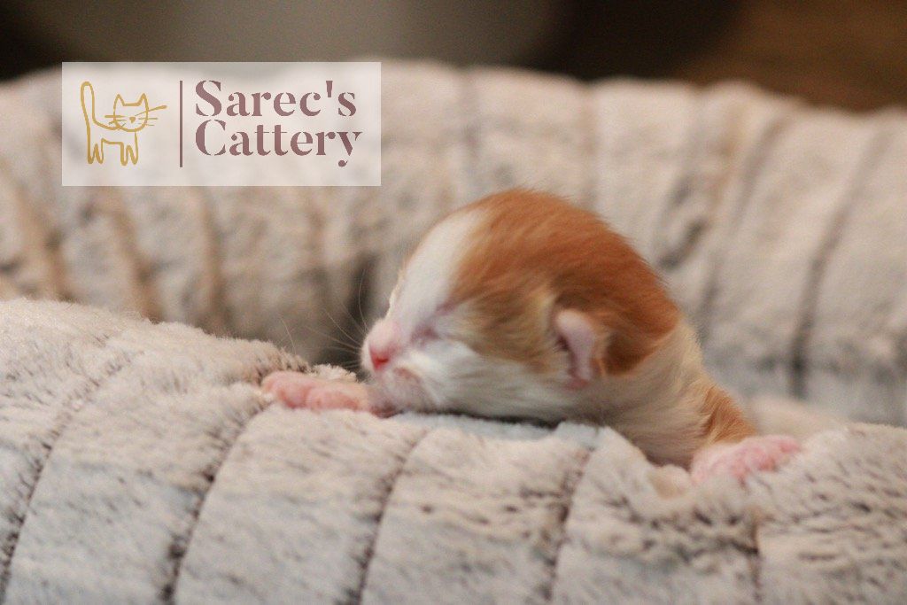 newborn white and orange kitten