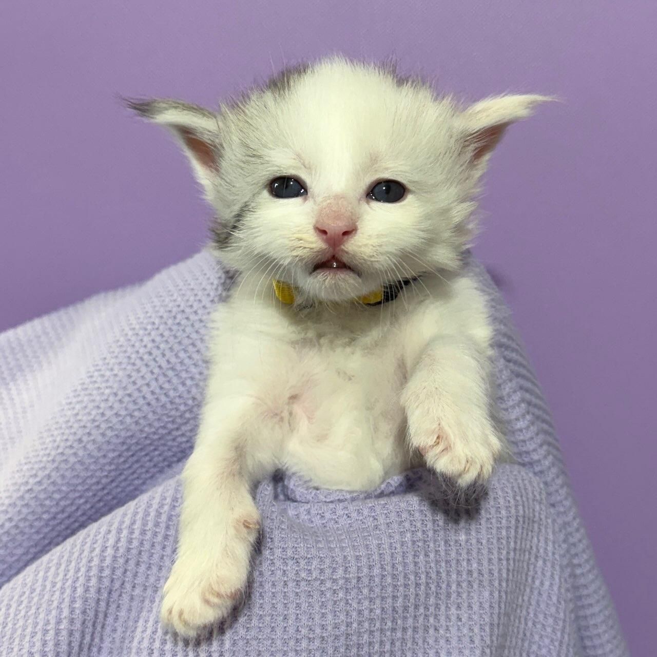 Female Maine Coon Calico Merle with gold collar named Navy