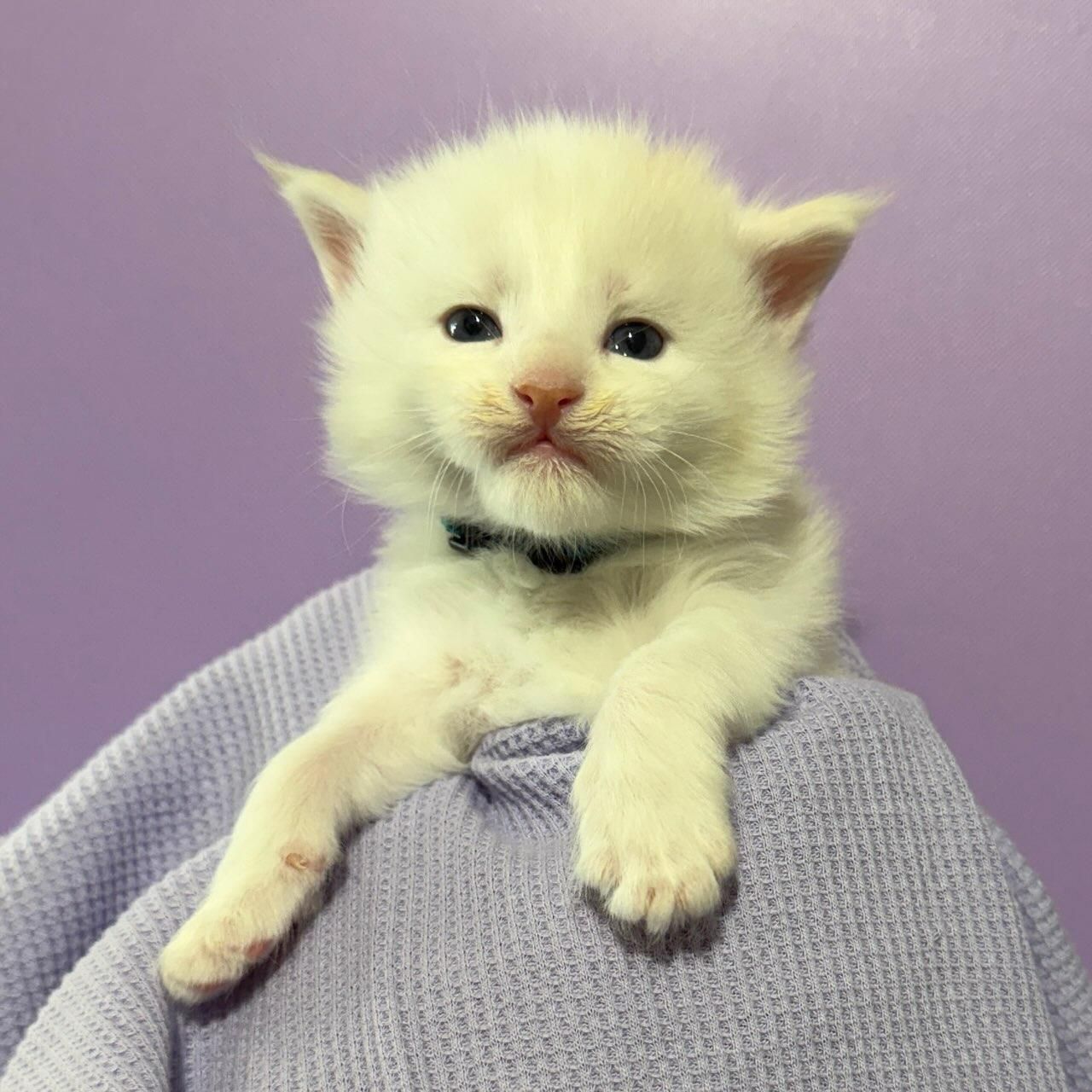 Male Red Smoke Maine Coon kitten with turquoise collar named Nirvana