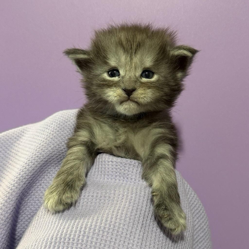 Male Black Smoke Maine Coon kitten with light blue collar named Nix