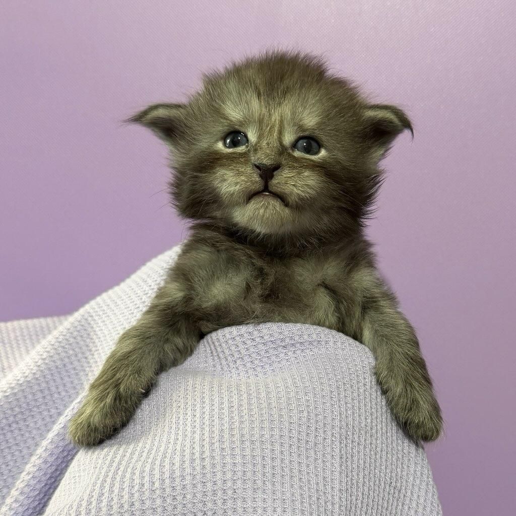 Female black smoke Maine Coon kitten with a Black Collar named Noelle