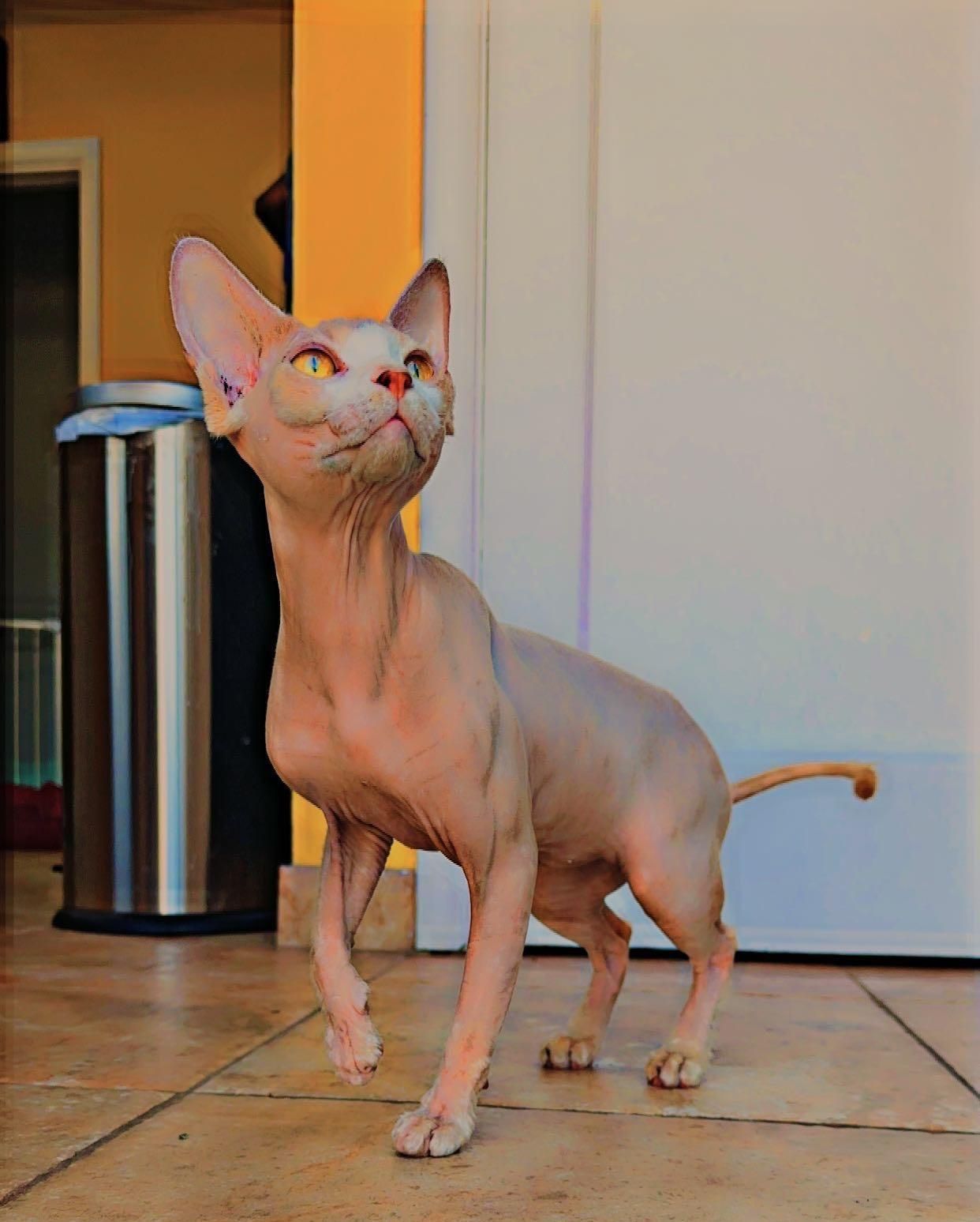 Male Sphynx Sire Roaming the house