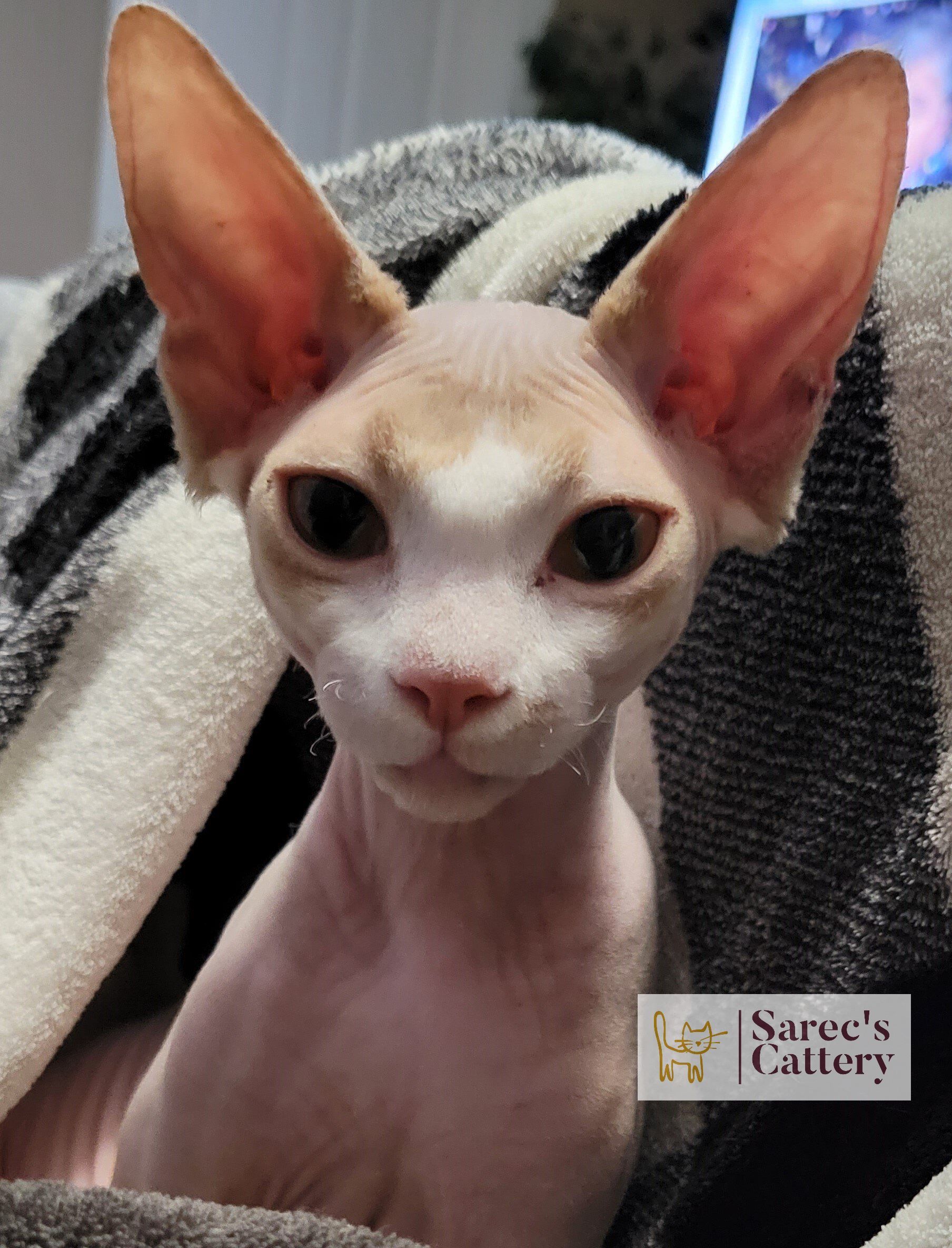 sphynx male cat peaking from a blanket