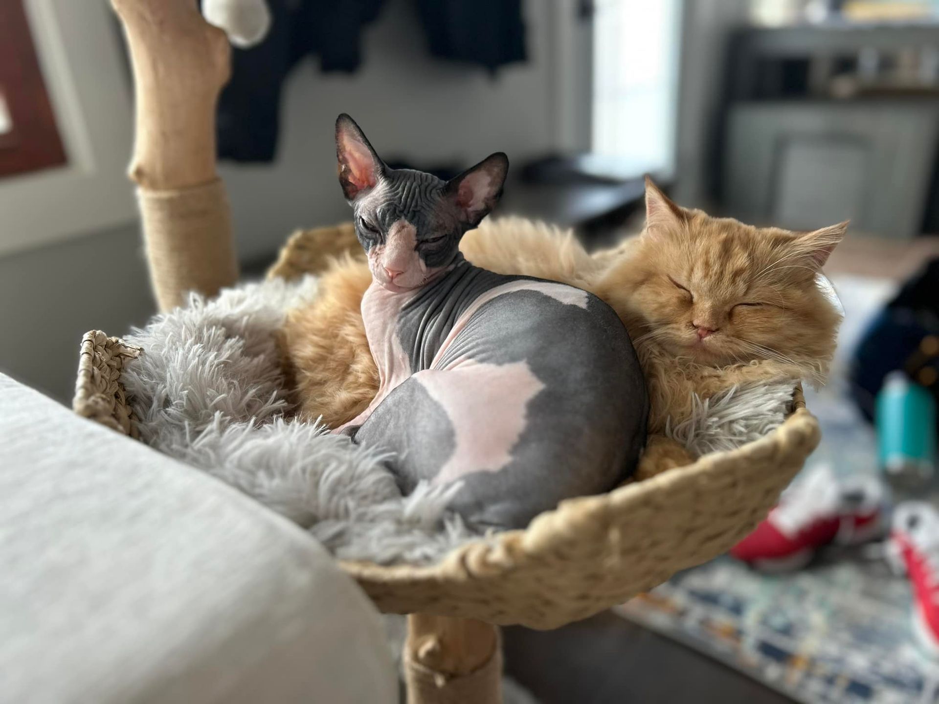 bi-color sphynx and orange persian cat