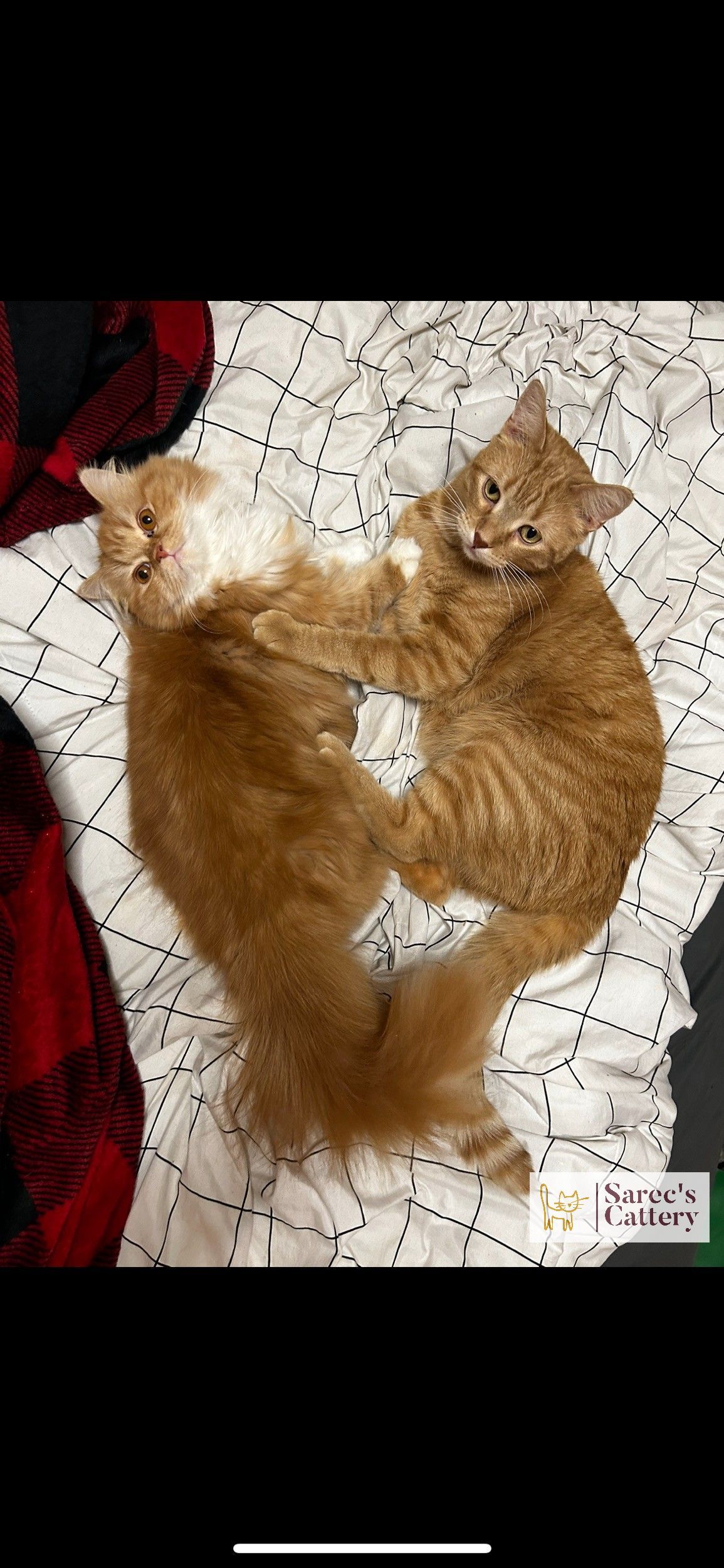 Two cats snuggling with eachother