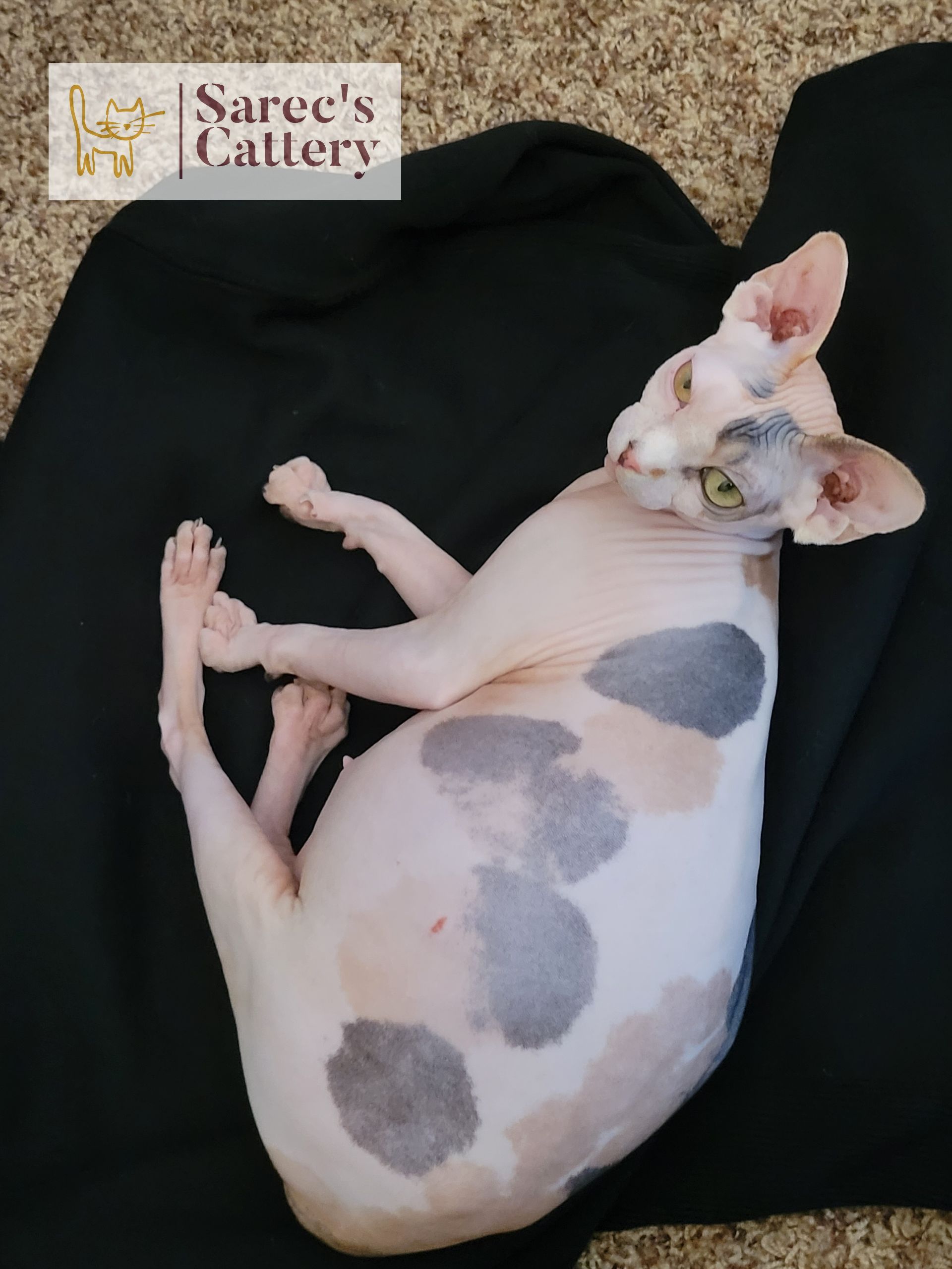 Pregnant Sphynx queen